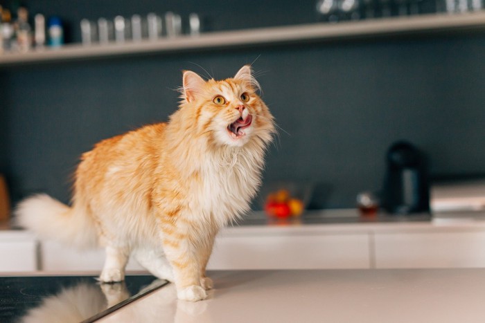キッチンで舌を出す猫
