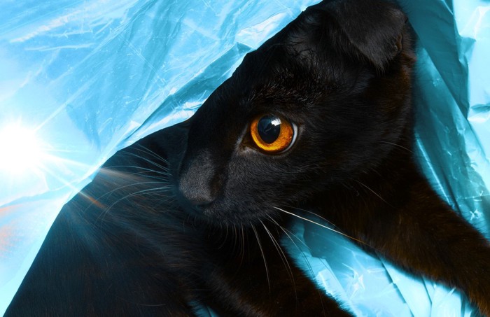 青いビニールの中の黒猫