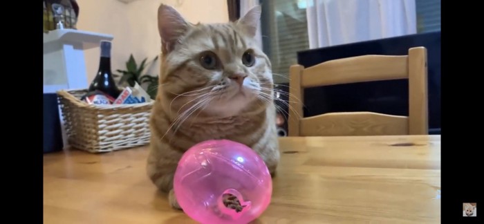 カリカリ入りボールの前に座る猫