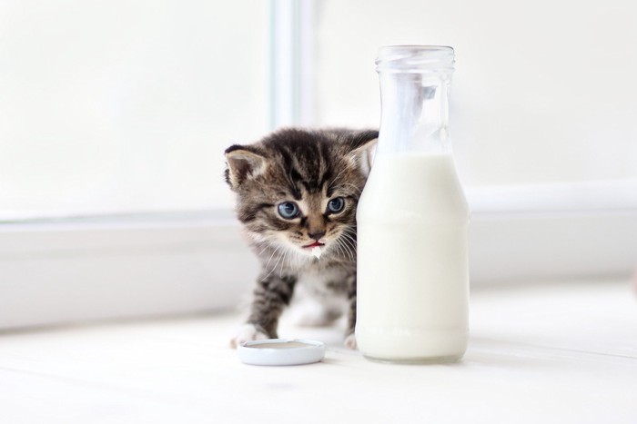 子猫と牛乳