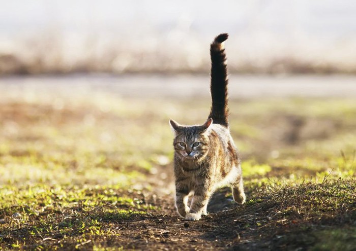 草原を走る尾曲がり猫