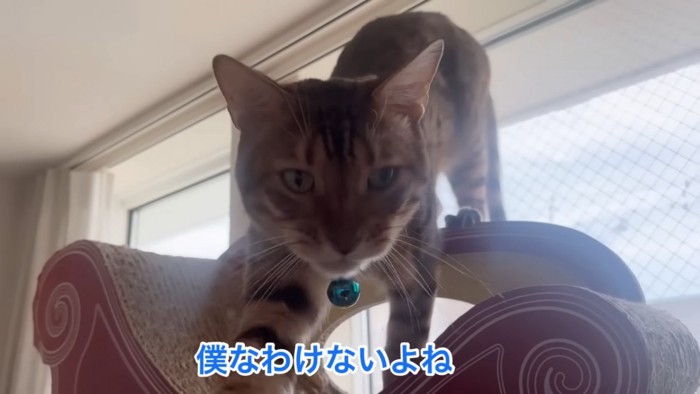 青い鈴の猫