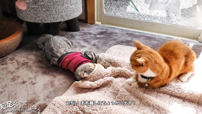 毛布の下にいる猫と茶白の猫