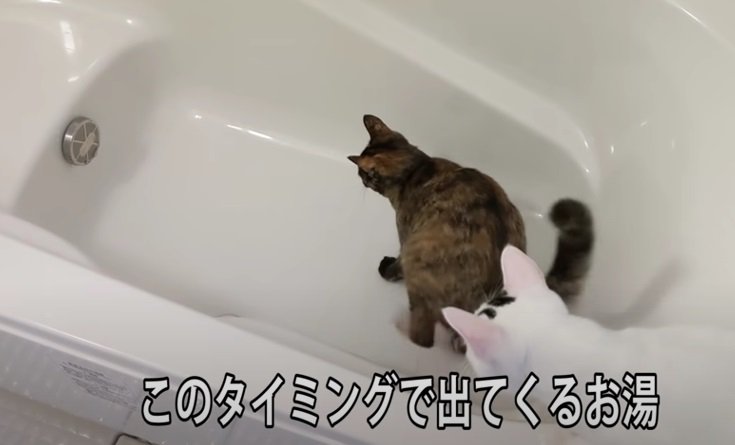 浴槽の中に入る猫