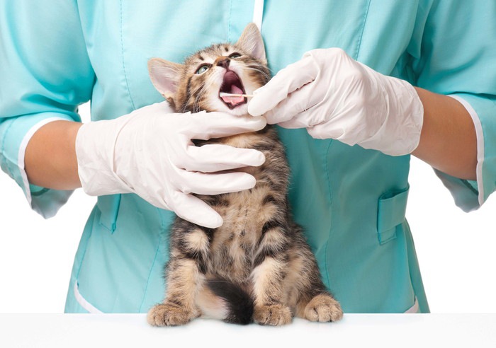 綿棒で歯磨き中の猫と獣医師