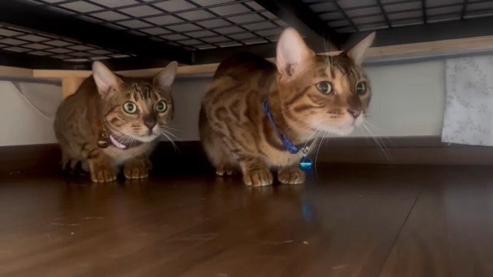 ベッドの下にいる2匹の猫