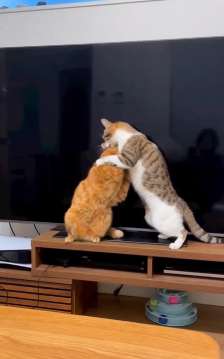 テレビ台の上で取っ組み合いをする2匹の猫%％まさかの二足立ち