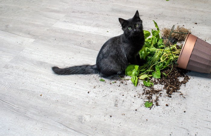 植木鉢を倒す黒猫