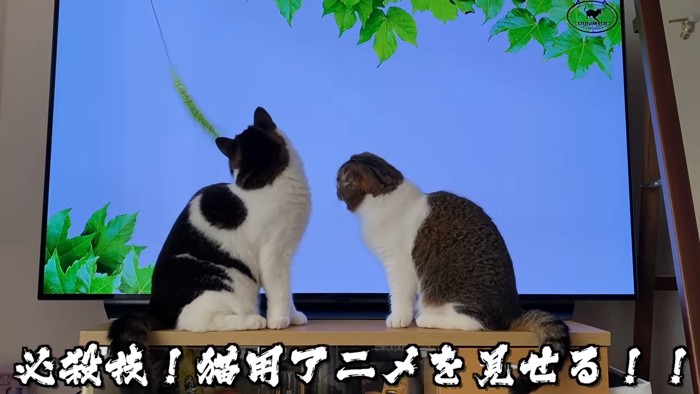 テレビの前に座る2匹の猫