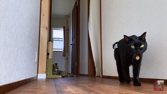 廊下を歩く黒猫