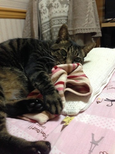 枕を使う猫