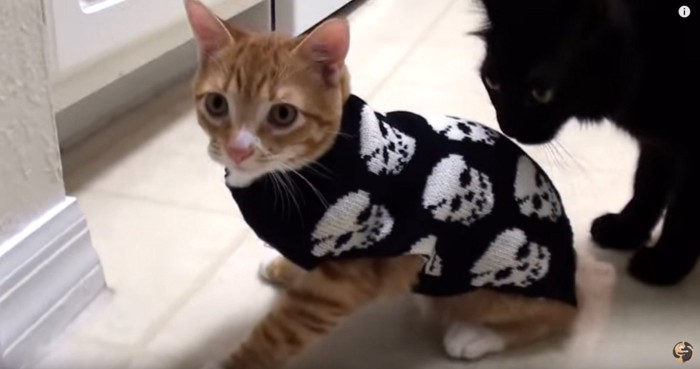 ドクロ柄のセーターを着た猫