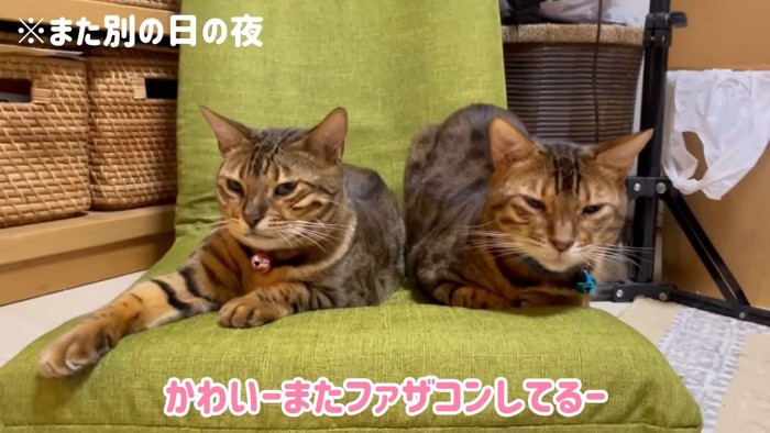 座椅子に乗る2匹の猫