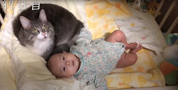 ベビーベッドで赤ちゃんと寝る猫