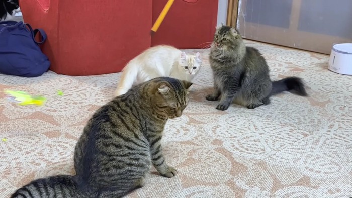 オモチャと3匹の猫