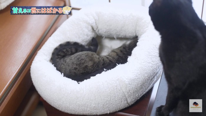 毛布の中のキジシロを見る黒猫