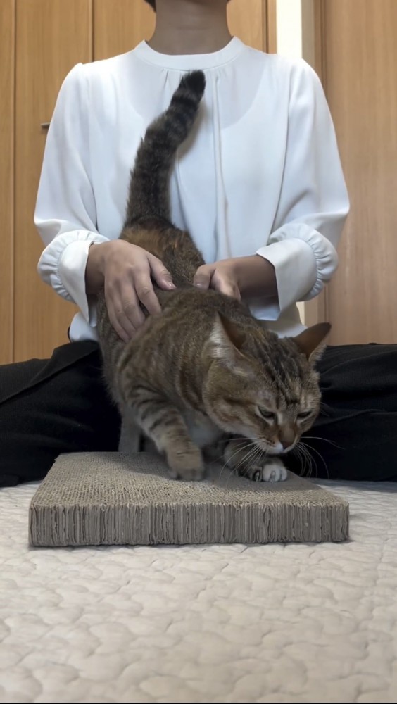 爪研ぎをする猫