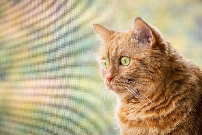 網戸越しに外を見る茶色の猫