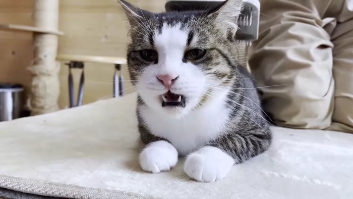 フレーメン顔の猫