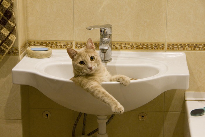 洗面台に入る猫