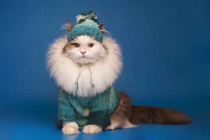 暖かそうな服を着た猫