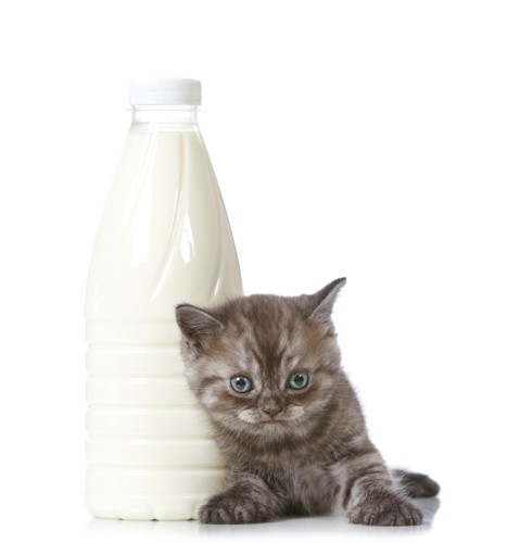 猫とミルク