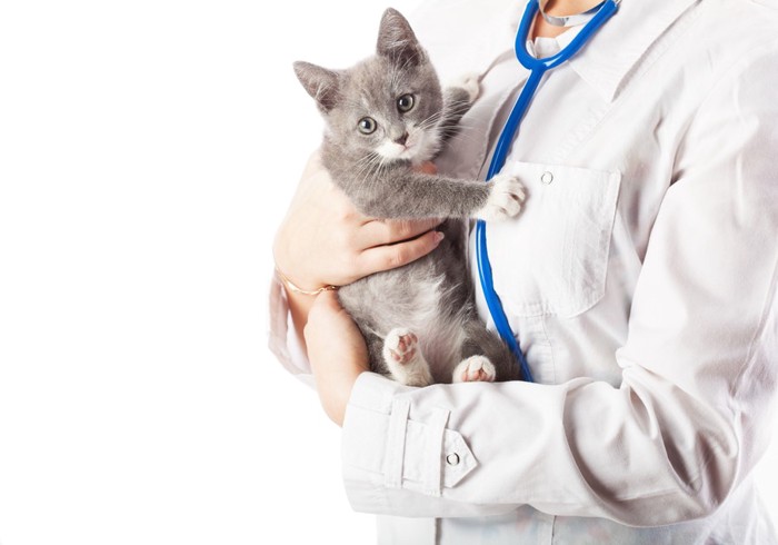 医師に抱き抱えられる猫