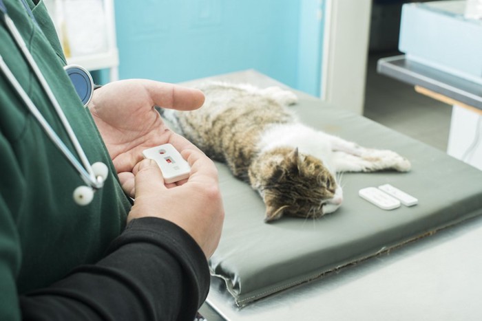 横になる猫と検査結果を見る獣医師