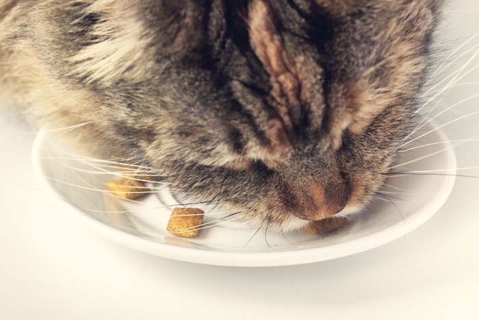 キャットフードを食べる猫アップ