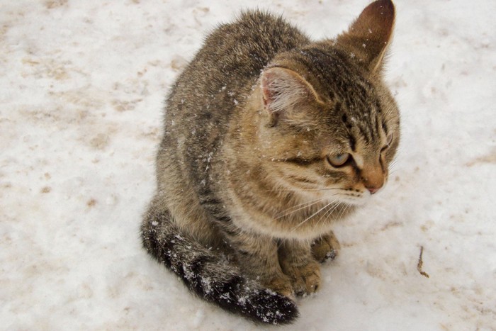 雪の中でしっぽを巻く猫