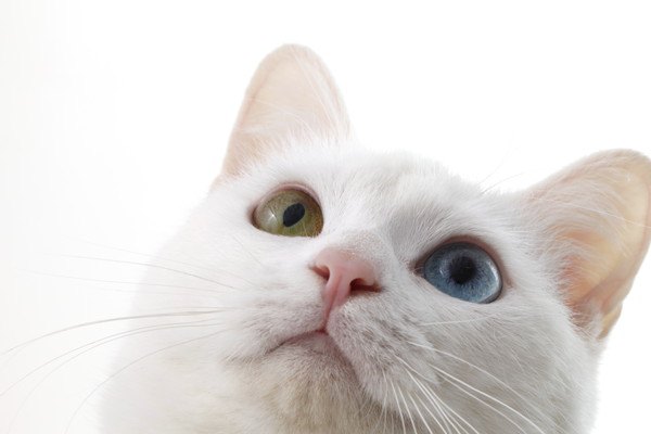 左右目の色が違う白猫