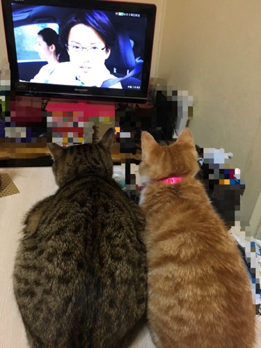 一緒にテレビを見る猫