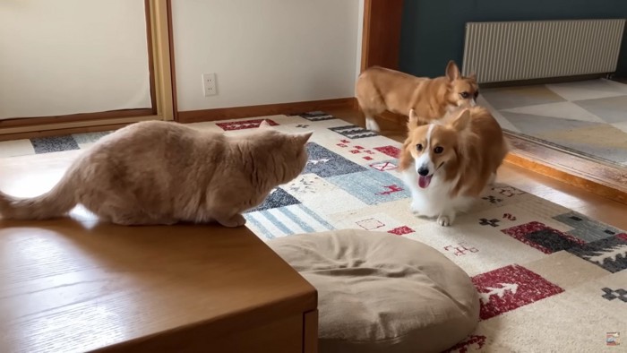 テーブルの上に乗る猫と床にいる犬2匹