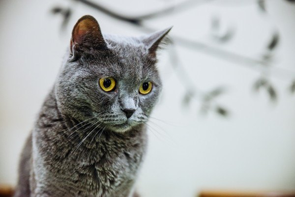 黄色い目の灰色猫