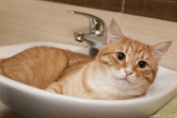洗面台におさまる猫