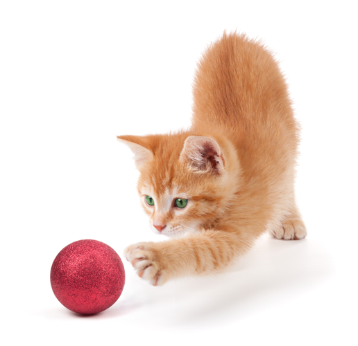 ボールを追う猫