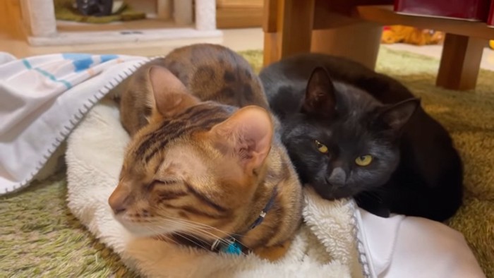 目を閉じる猫と黒猫
