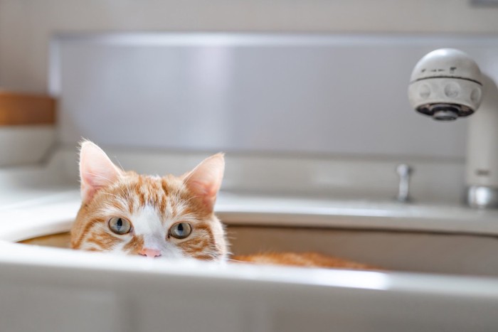 洗面台から顔を覗かせる猫