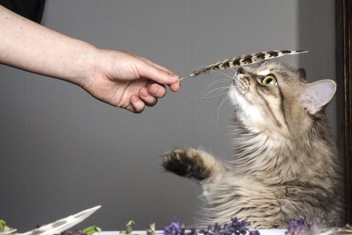 羽を持つ人の手と匂いを嗅ぐ猫