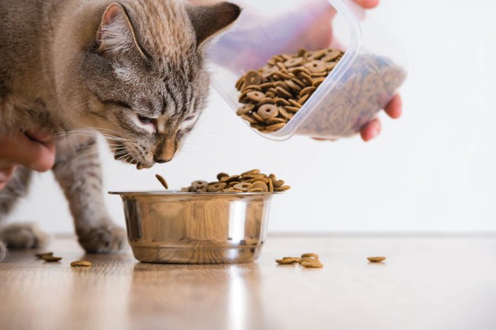 床でご飯を食べる猫