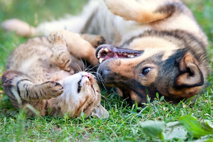 芝生に寝転がる犬と猫