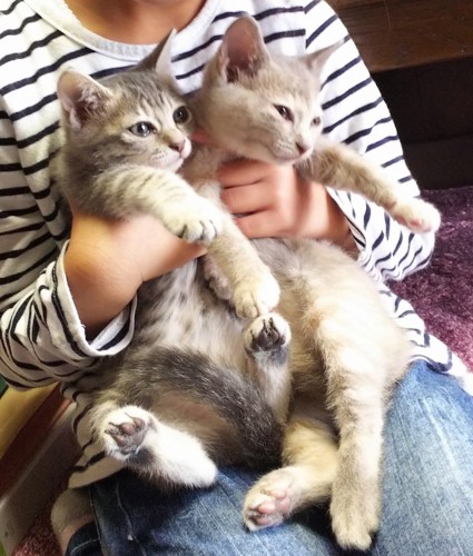 子猫2匹を抱っこしている子供