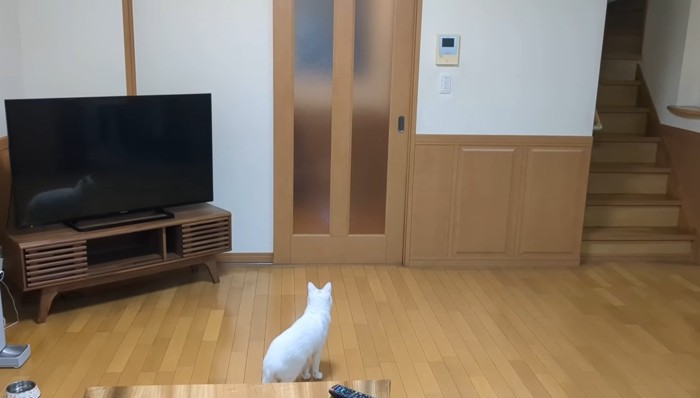 ドアの前にいる白猫