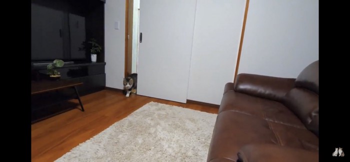 ドアの隙間から入ってくる猫
