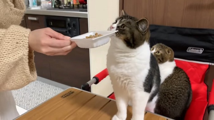 テーブルに前足をついて納豆に顔を近づける猫
