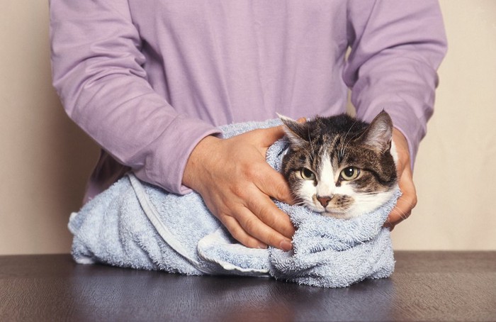 タオルで体を包まれている猫