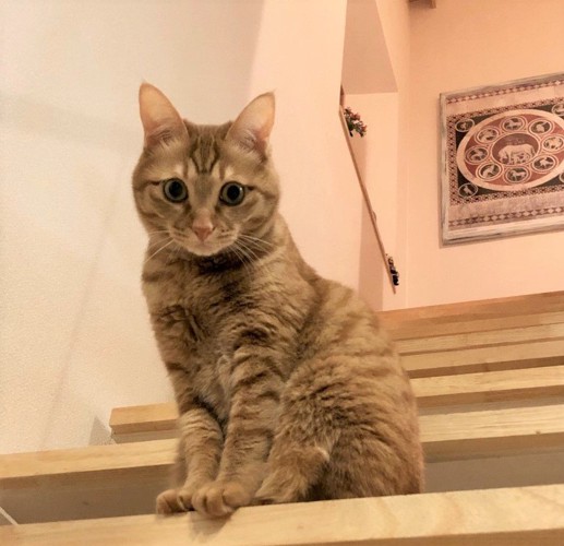 階段に佇む猫（すずこ）