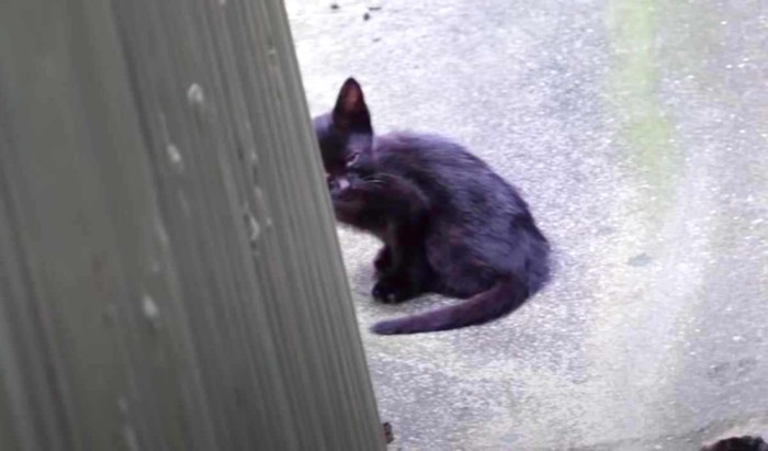 黒子猫