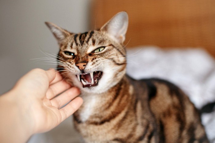 警戒する猫