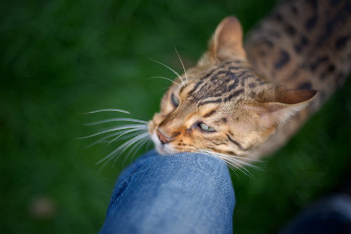 人の膝に顔を擦りつける猫